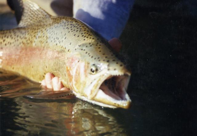 gal/Fishing 1/File0029.jpg